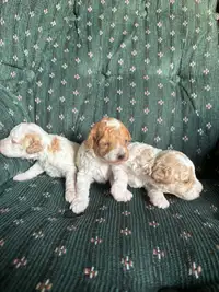 Purebred toy poodles 