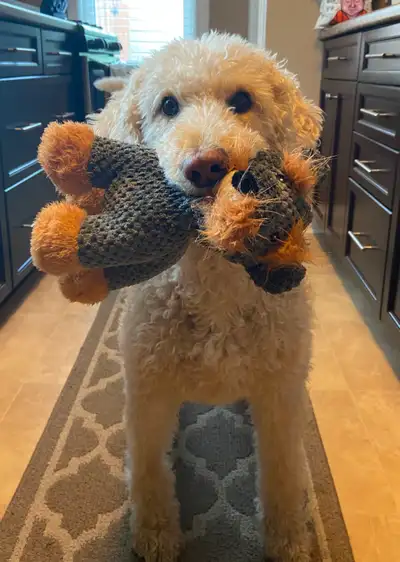 - This rental is for ONE person only (no couples) - Must be employed full time or Post Secondary - M...