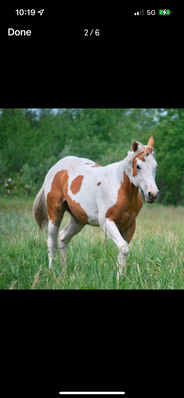 Horse for sale in Horses & Ponies for Rehoming in Calgary - Image 2