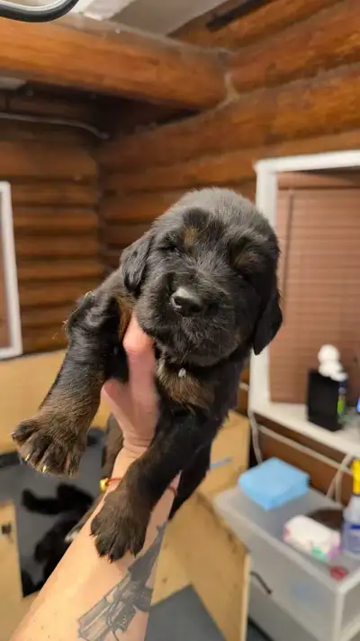 Rare Tibetan Mastiff Puppies, View more