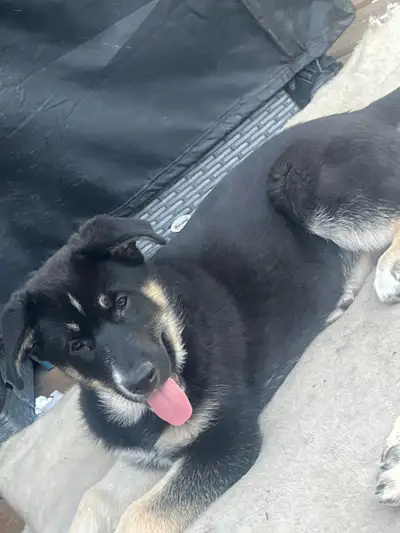  Shepherd Husky Mix Pups- Your next family compan, View more