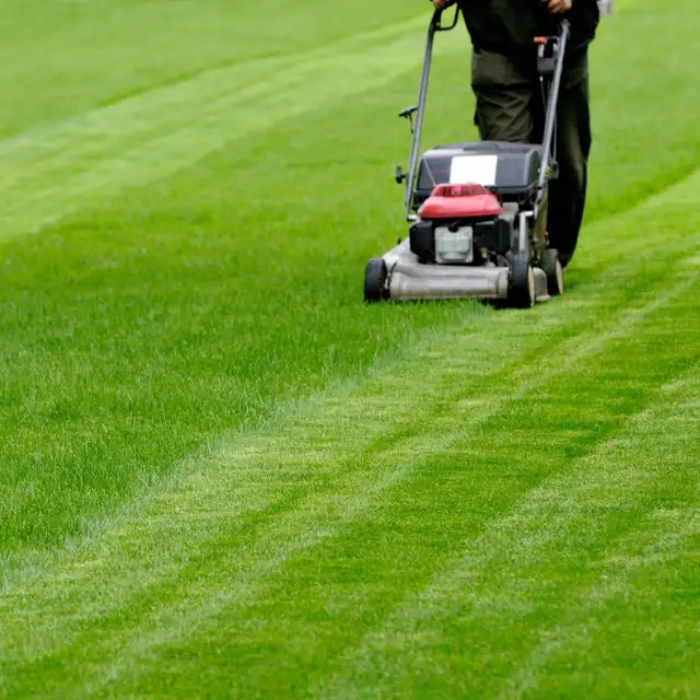 Affordable yard cleanup grass cutting  lawn mowing  647501866 in Lawn, Tree Maintenance & Eavestrough in City of Toronto - Image 3