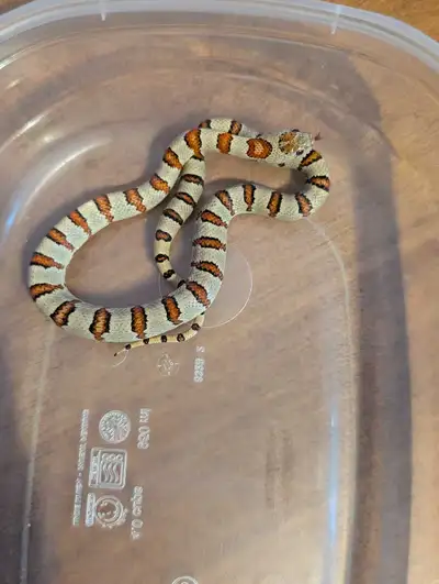 Variable Kingsnake, View more