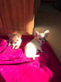 2 Longhair Apple head chihuahua puppies