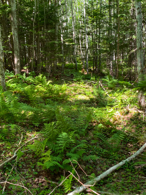land for sale in Land for Sale in Cape Breton - Image 2
