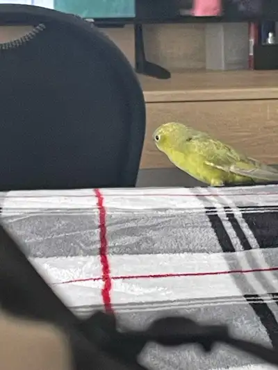 Linnie (M), View more