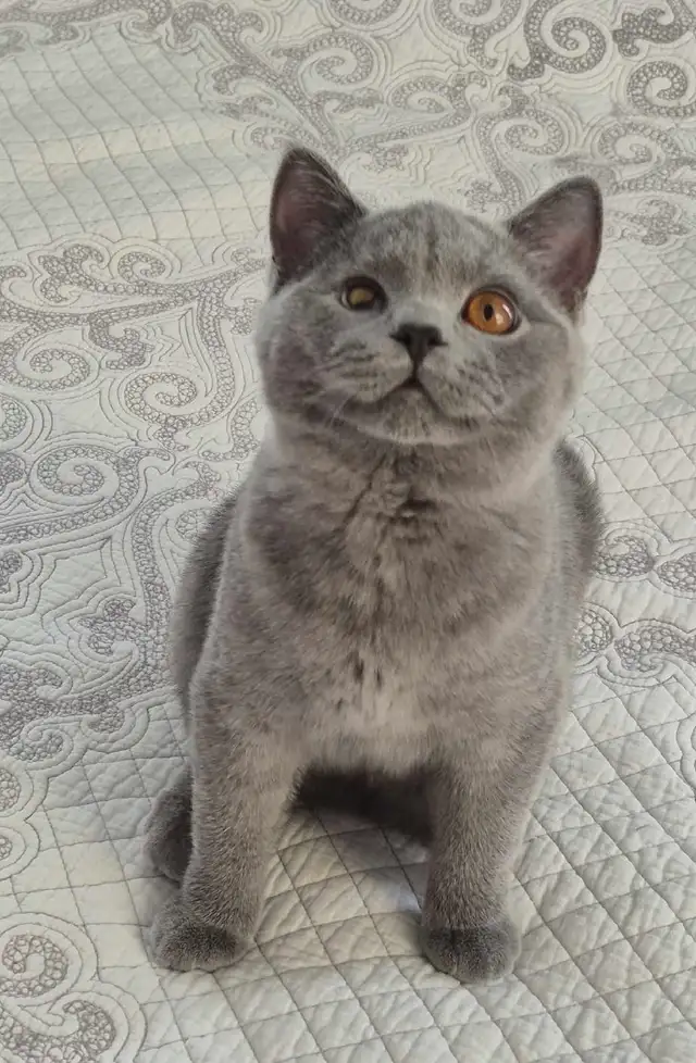 chaton mâle British Shorthair bleu in Cats & Kittens for Rehoming in West Island - Image 3