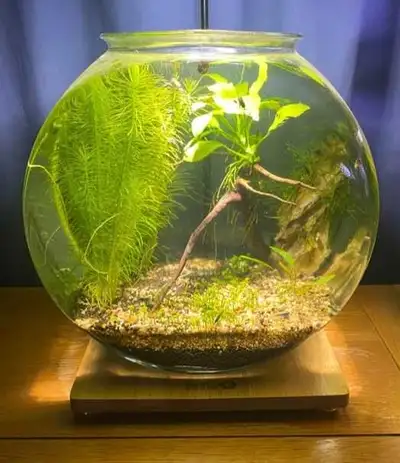 Shrimp bowl , View more