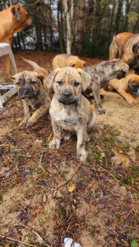 Perro de Presa Canario puppies looking for a great home