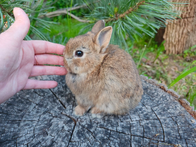 EXTRAORDINARY NETHERLAND DWARF BABY BUNNY RABBITS in Small Animals for Rehoming in City of Toronto - Image 3