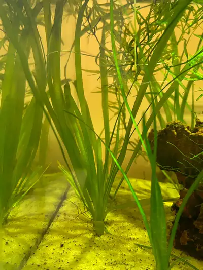 aquarium plant: jungle Val; Val vallisneria SALE, View more