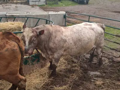 papered shorthorn bull, View more