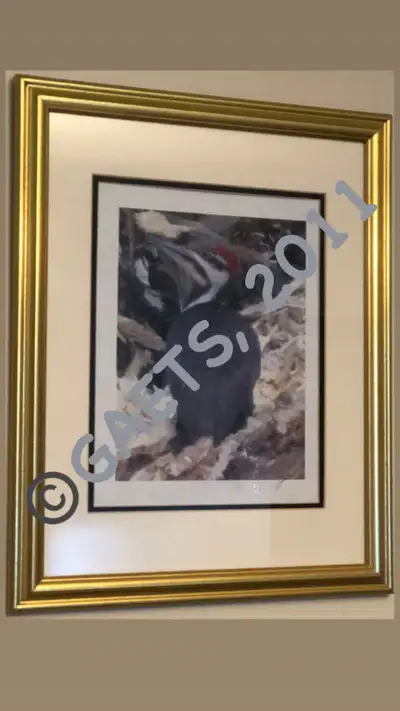2011 framed signed 1 of 1 (9.5’’ x 12.5’’) woodpecker photograph, View more