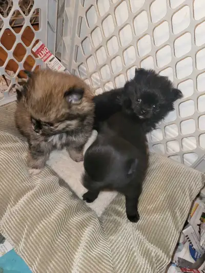 Pom/Chi pups, View more