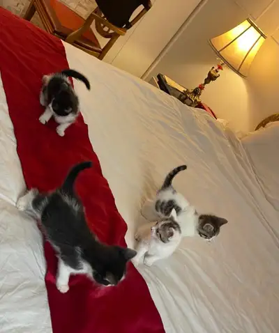 chaton à vendre / kittens for sale, View more