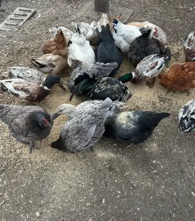 I have 3 welsh harlequin trios for sale $80 each trio Ayam Cemani 1 trio $100 And 10 laying hens $10...