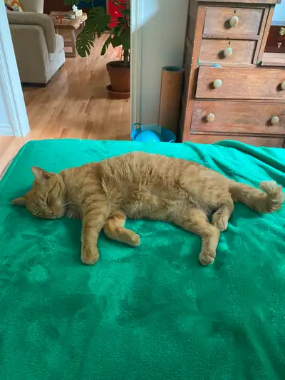 Nina, jolie chatte rousse aux yeux verts avec tâches de rousseur sur le museau. Stérilisée, premiers...