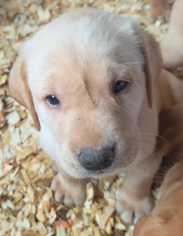1 MALE & 1 FEMALE! CKC Purebred Yellow Labs in Dogs & Puppies for Rehoming in Sault Ste. Marie - Image 4