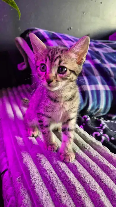 Chaton HIGHLAND LYNX femelle 2 gènes , View more