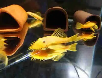 Home Bred Golden Bristlenose Pleco (Juveniles) $8 each, View more