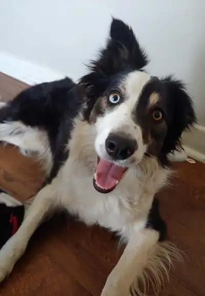 Here is Riley she is an amazing well behaved pure bred Border collie, she is extremely friendly, lov...