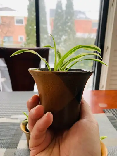 Spiderettes Plant with ceramic pot, View more