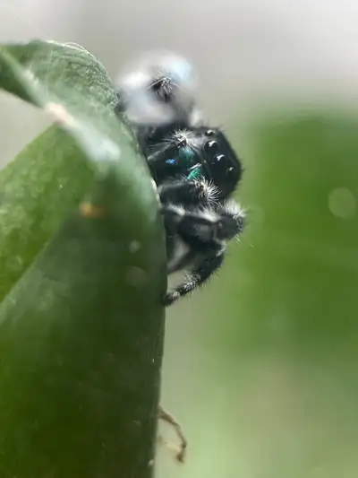 I sell enclosures as well! Bold Jumping Spiders: -Sexed subadults $35+ - Mature Males/Females $40+ L...