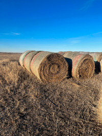 Round Greenfeed Bales for Sale