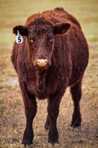 Bred Heifers