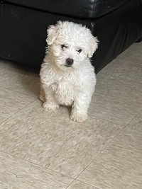 Purebred bichon frise puppies  *READY TO GO TODAY*