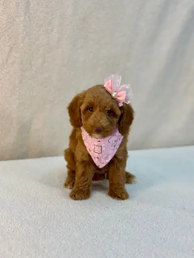 Toy Poodles puppies - Ready to melt your heart, View more
