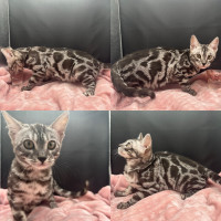 T.I.C.A registered Bengal kittens ready now!