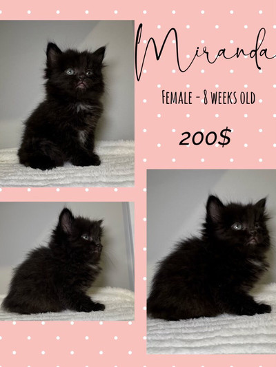 Kittens Available Friday May 3 * updated! *