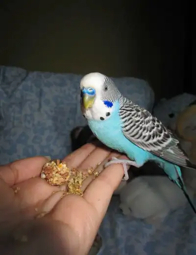 **The bird in the image is not for sale** Hi everyone, this is Nico. I've had him and a couple of ot...
