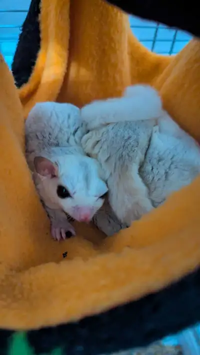 Isn't it just the cutest thing how these little critters can glide from one spot to another? By the...