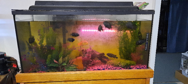 Fish tanks for sale in Fish for Rehoming in Peterborough - Image 2