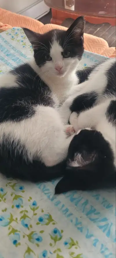 4 Unique Kittens Ready to Find Their Forever Companions, View more