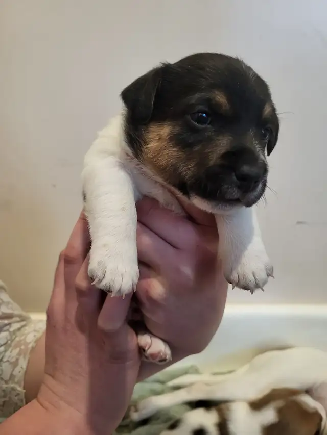 Cute Jack Russell Pups for Sale! in Dogs & Puppies for Rehoming in Pembroke - Image 10