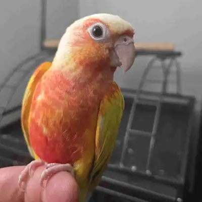 Baby Sun Cheek Conure, View more