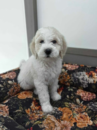 F1B golden doodle looking for new home