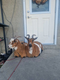 Twin Goats