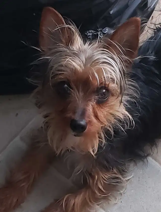 Chorkie Puppy,  Healthy, TINY, well trained, shots in Dogs & Puppies for Rehoming in Kelowna - Image 3