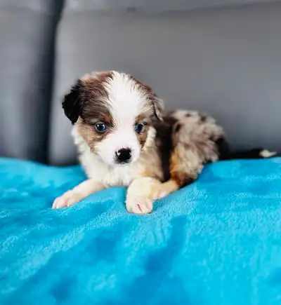 Berger australien toy ,miniature et standard, View more