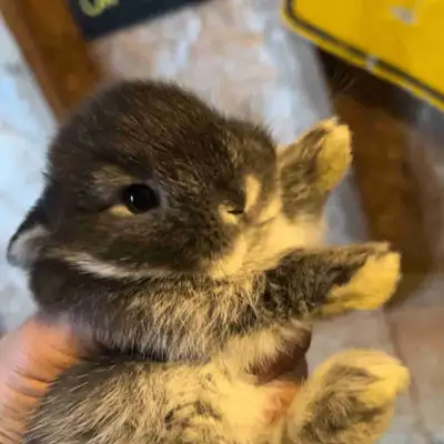 young bunnies!, View more
