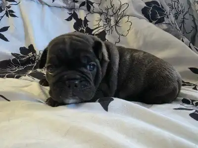 Mini English Bulldog puppies, View more