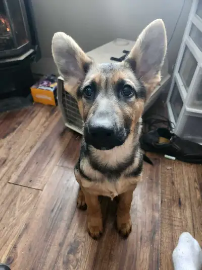 Purebred king German shepherd puppy.  house trained, View more