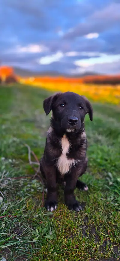 We have three beautiful puppies left out of a litter of nine of Border Collie x Black Lab puppies re...