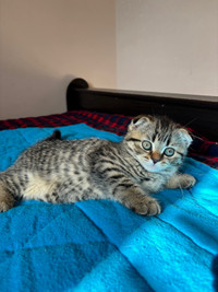 Purebred Scottish Fold Female Kitten