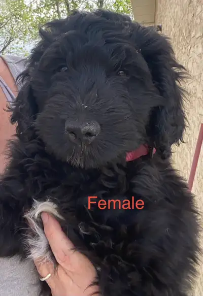 Bernedoodle puppies , one  female , one male, View more