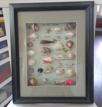 Framed shadow box Sea Shell Collection - nautical coastal beach